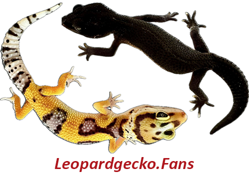 Leopardgecko.Fans